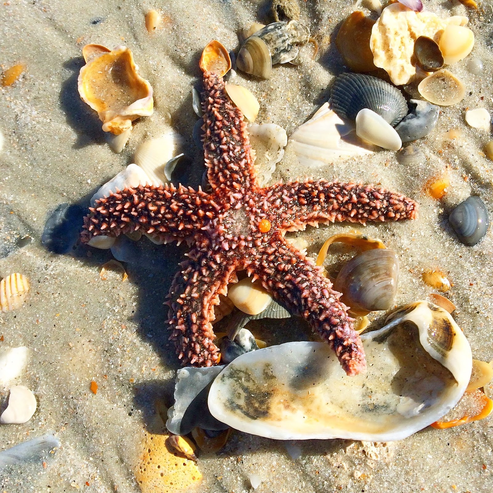 Amelia Island, FL