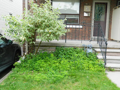 Upper Beaches front yard cleanup before by Paul Jung Gardening Services Toronto Upper Beaches front yard cleanup before by Paul Jung Gardening Services Toronto