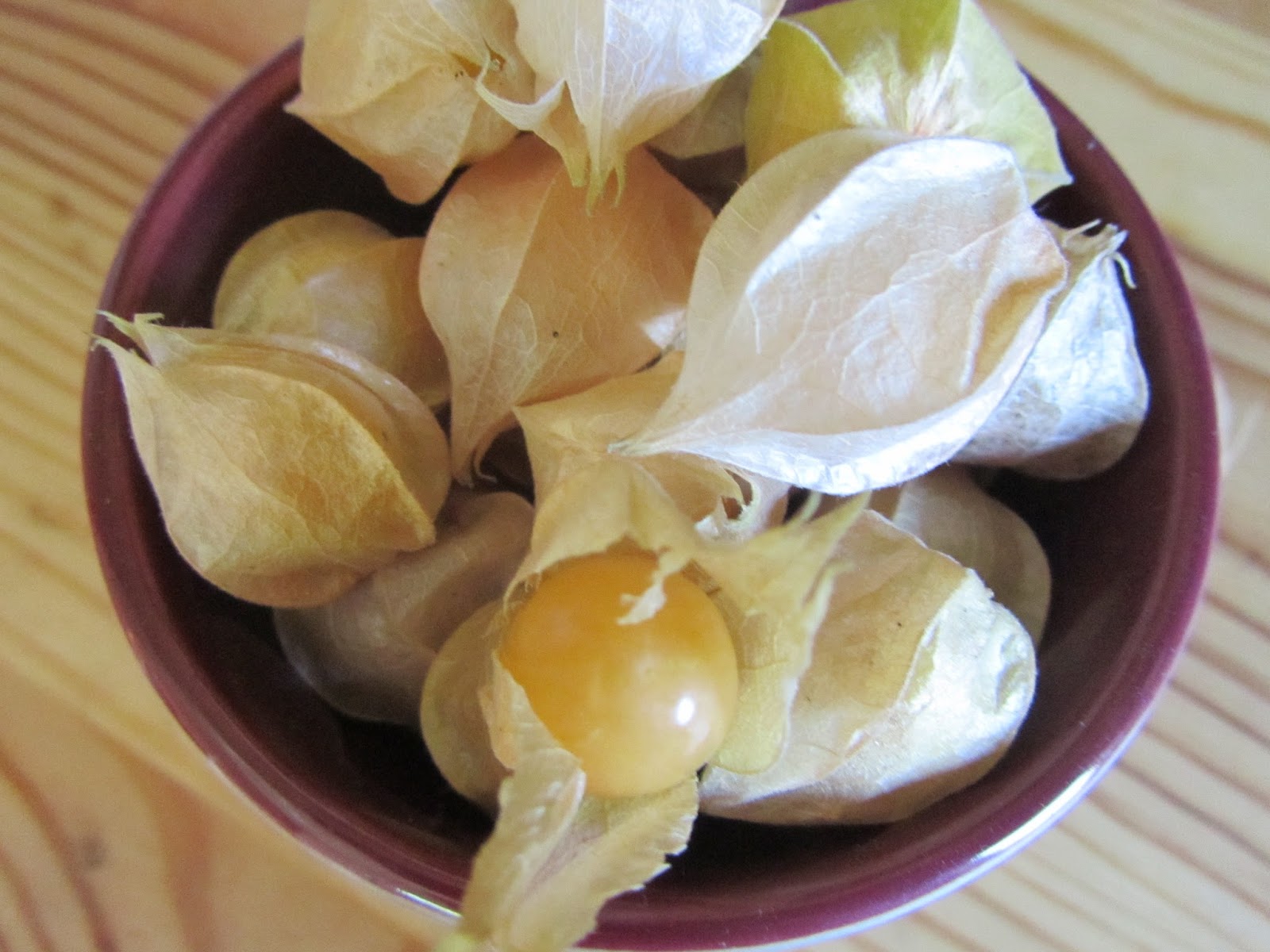 Freestyle Homemaking Garden Progress Ground Cherries
