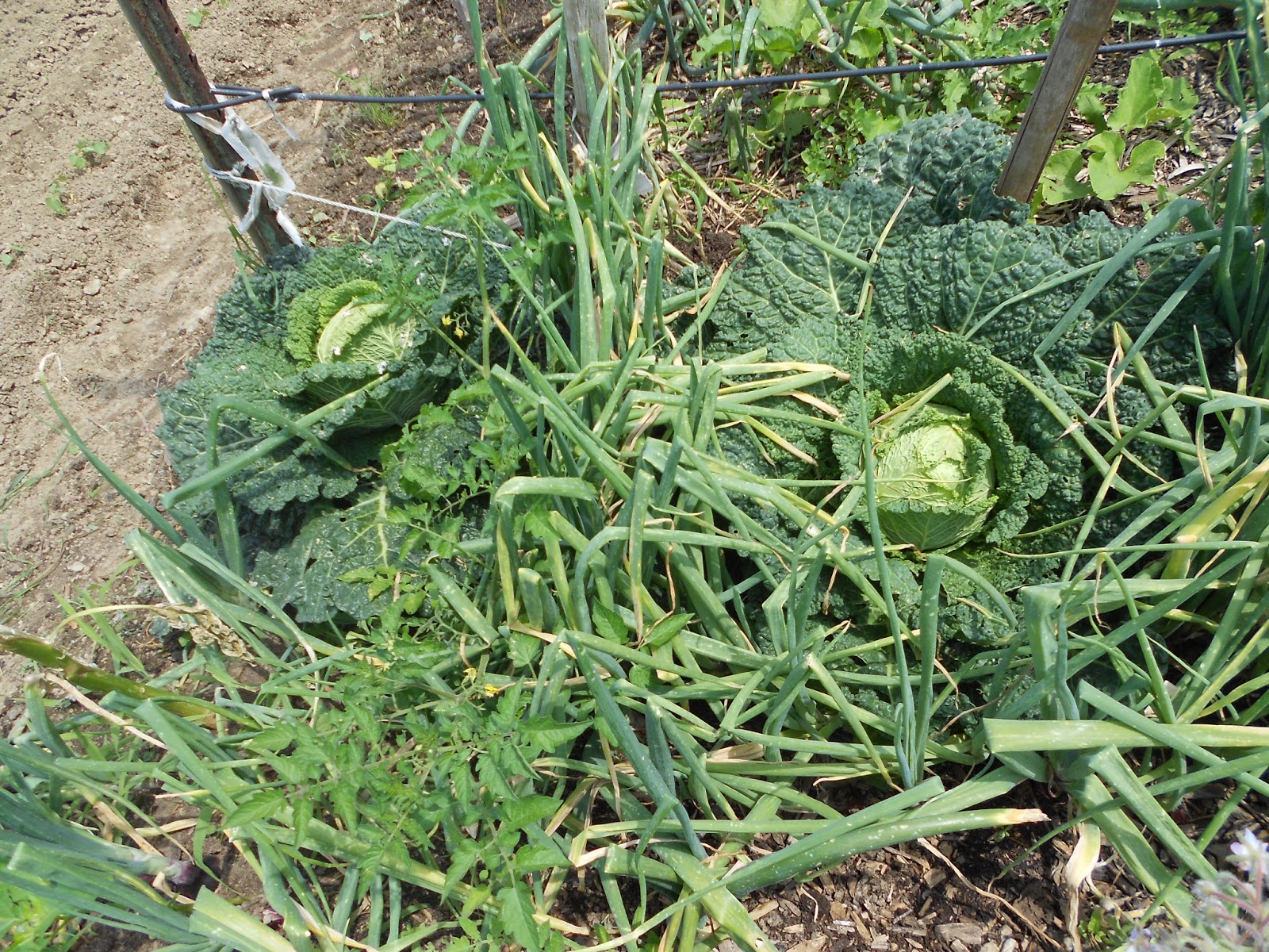 From Seed to Scrumptious Savoy Cabbage Harvest