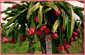 http://tipspetani.blogspot.com/2018/03/tips-petani-mengatasi-tanaman-buah-naga.html