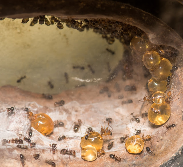 نمل العسل داخل الخلية
