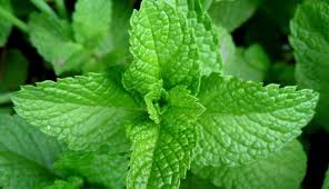 Tumbuhan herbal berkasiat untuk segala penyakit