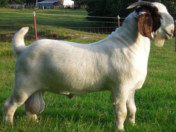 GOAT.jpg