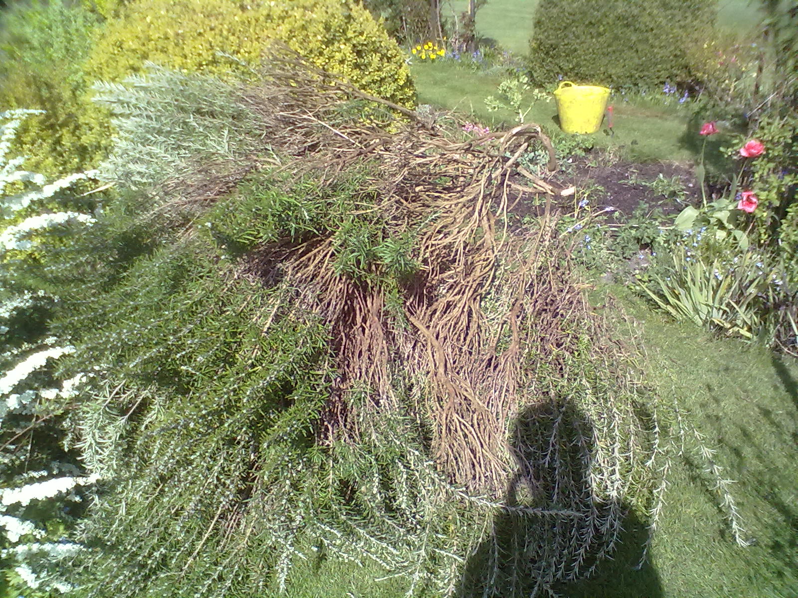 Rachel the Gardener How to remove an overgrown Rosemary bush