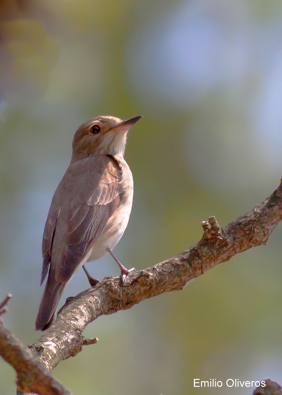 HEGAZTIKLIK: PAPAMOSCAS GRIS (Muscicapa striata)