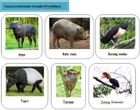 32+ Contoh Hewan Di Indonesia Yang Bercorak Wilayah Peralihan (antara Garis Wallace-weber) Adalah
