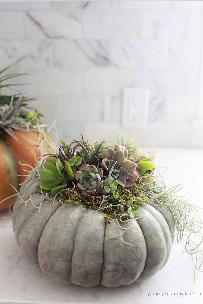 succulent pumpkins Pumpkins topped with succulents make a beautiful and easy fall centerpiece!