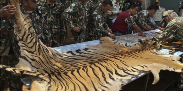 Selundupkan Harimau, Biksu "Bante" Thailand Ditangkap