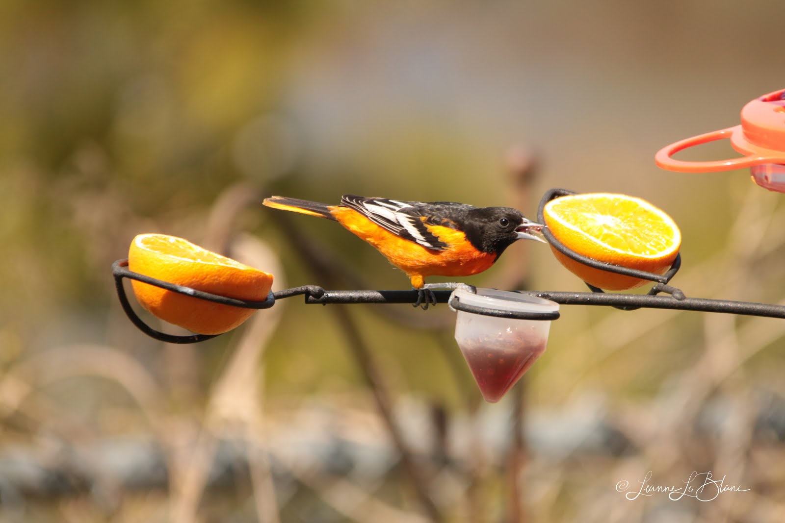 7 Top Reasons to Feed Your Birds BirdBerry Jelly Nature Notes Blog