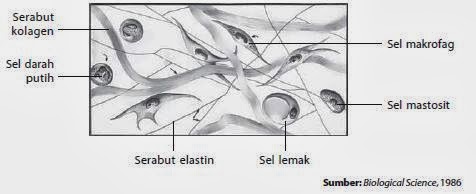 Penjelasan Tentang Jaringan Ikat Biologi Indonesia
