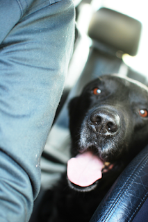 baryl black Labrador,