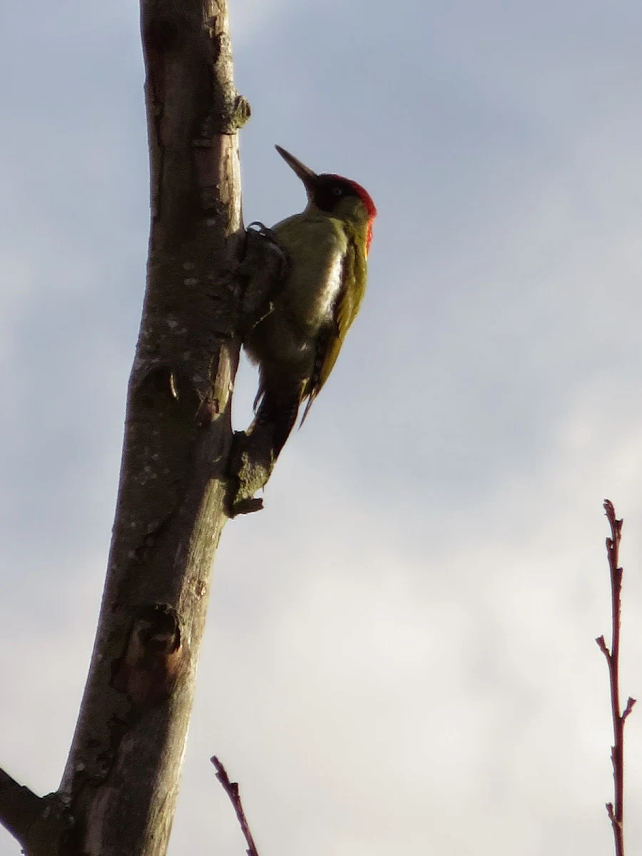 WWT London Wetland Centre: Green Woodpecker