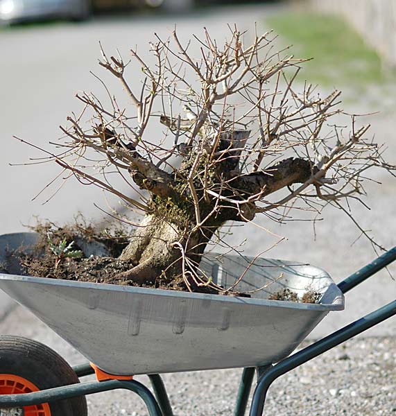 Walter Pall Bonsai Adventures hollow field maple 4 repotted