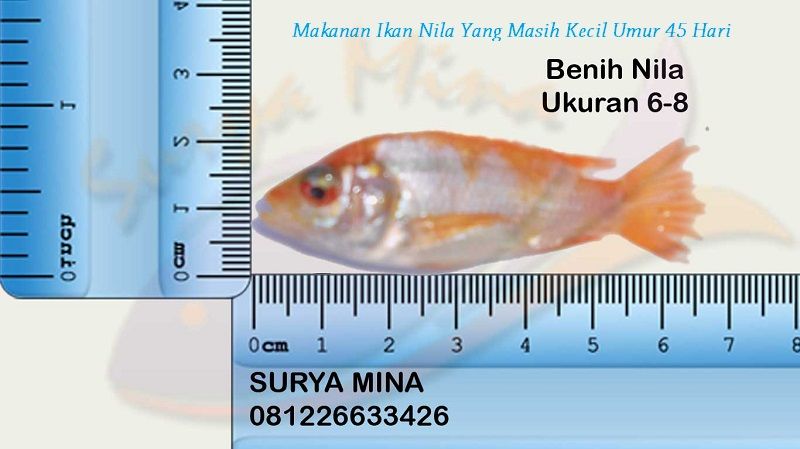 benih yang sudah memiliki panjang 5 sampai 8 cm dengan berat 3 sampai 5 gram