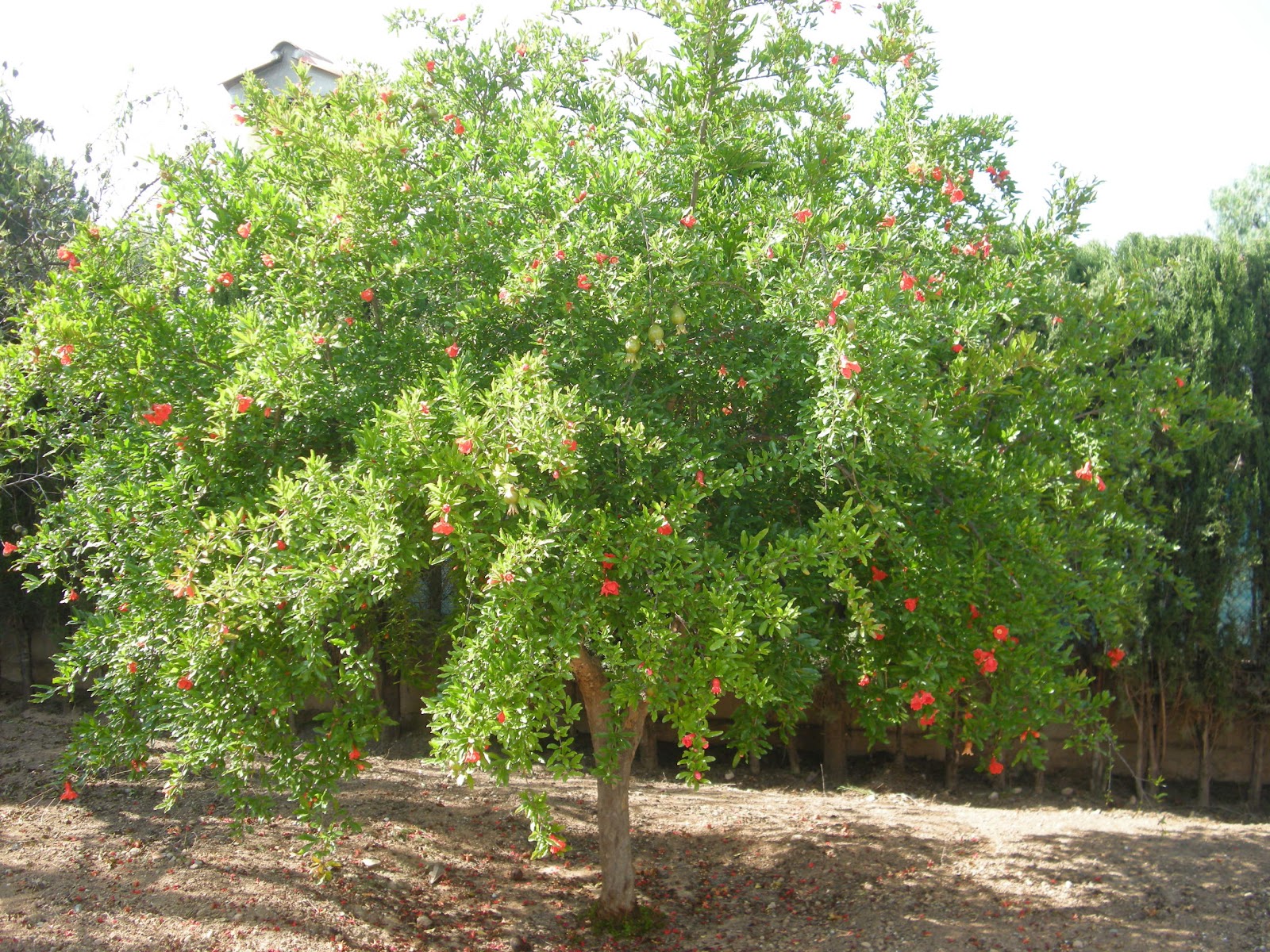 スペインdeグルメ Gourmets Caseros En Espana ざくろの木 １ Granado