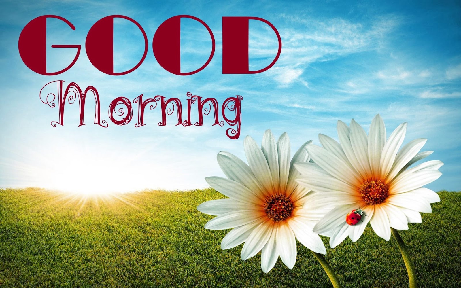 images for good morning