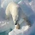 Polar Bear ! ध्रुवीय भालू से जुड़े रोचक तथ्य व् दिलचस्प जानकारी