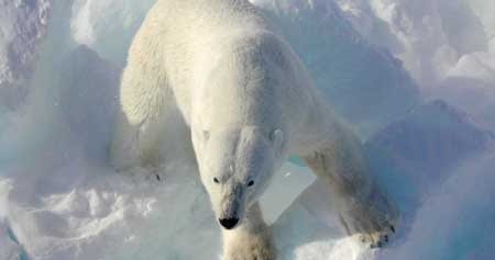 Polar Bear ! ध्रुवीय भालू से जुड़े रोचक तथ्य व् दिलचस्प जानकारी - Gyani  Master