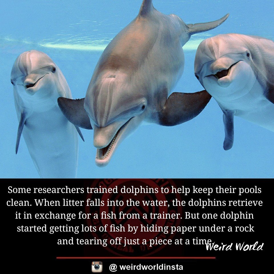 Имя dick. Дельфин dick. Bottlenose Dolphin перевод. Common bottlenose Dolphin kimonk friends. Pregnancy of Dolphins.