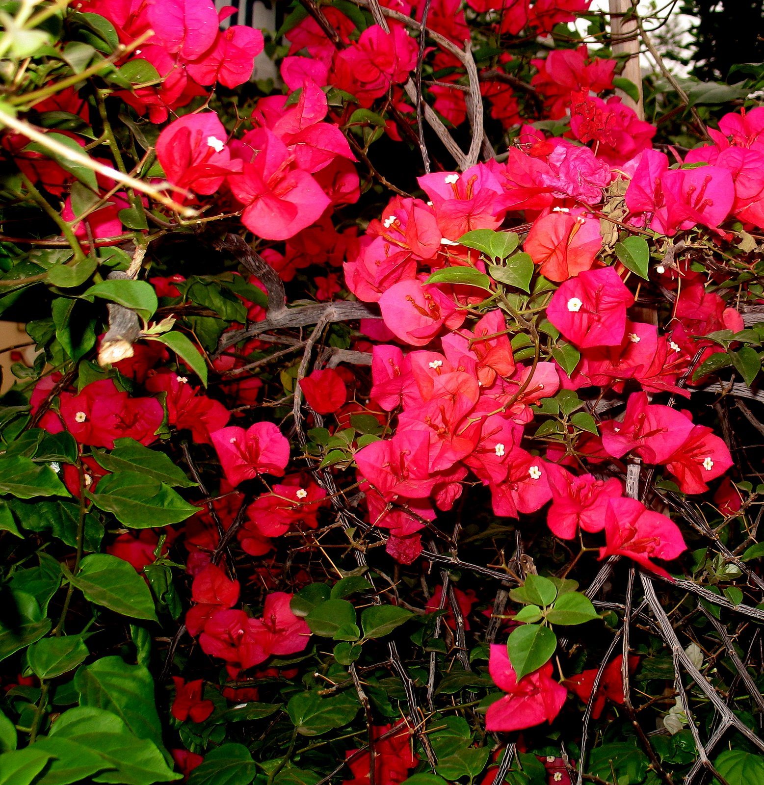 Roses Du Jardin Cheneland