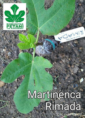 Jual bibit tin karawang, kebun tin, Martinenca Rimada figs petani tin karawang