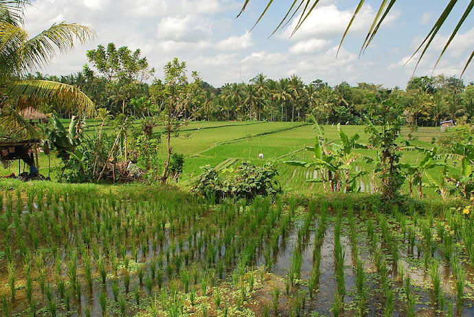 Panorámica de campos de arroz