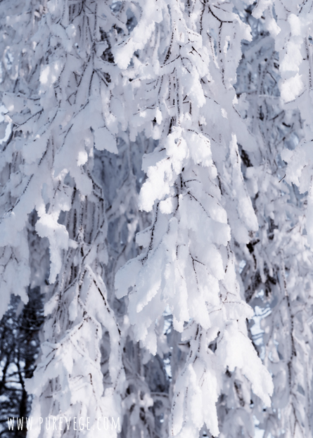 5-Winter 5-Winter