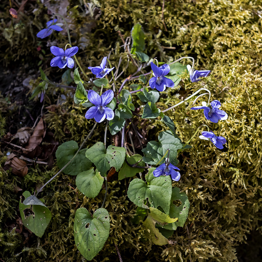 Flores Y Paisajes De Asturias Helianthemum Violaceum