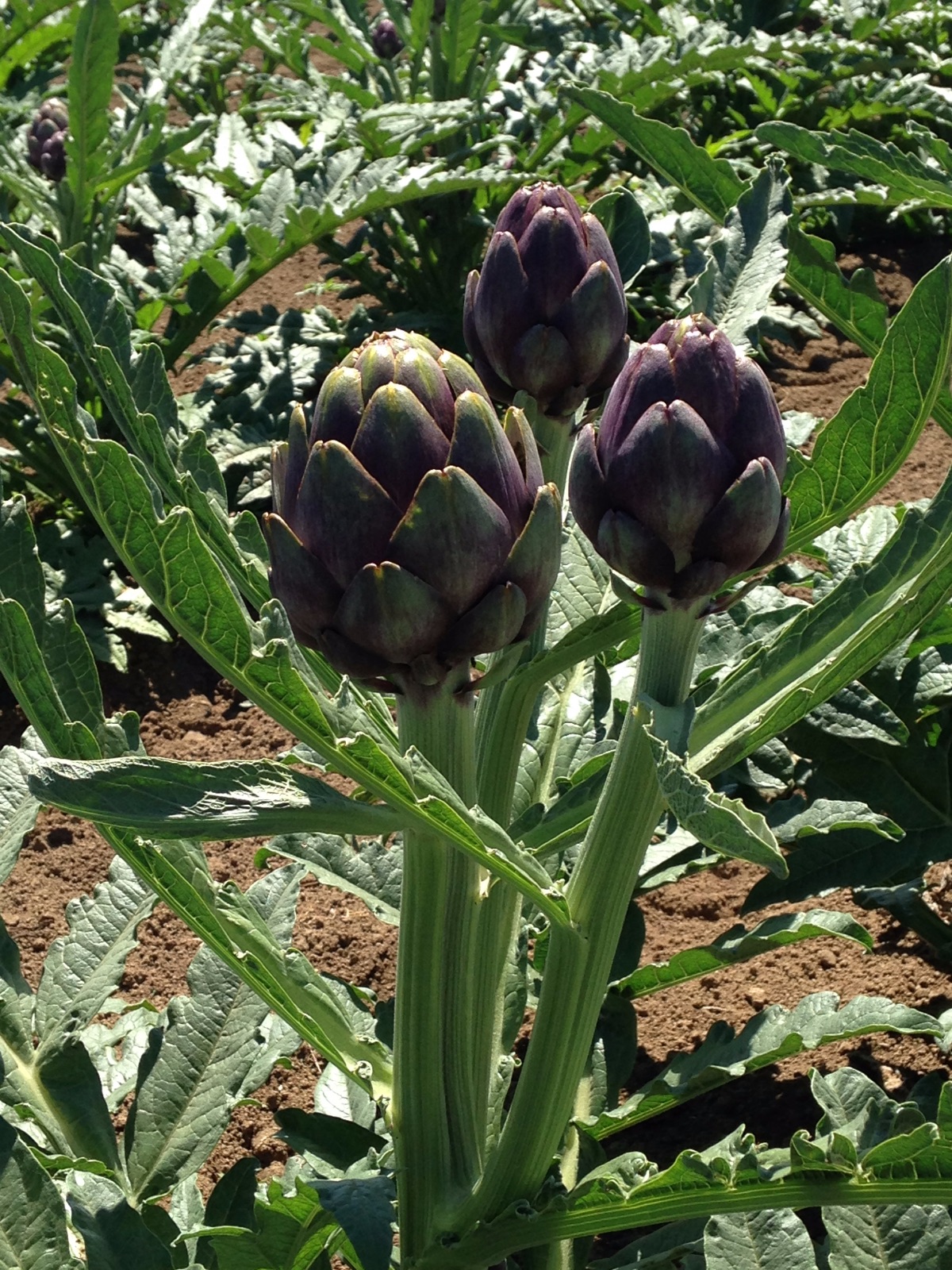 Good Stuff NW Anatomy of an Artichoke