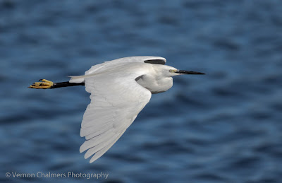 Little Egret in Flight : Diep River / Woodbridge Island