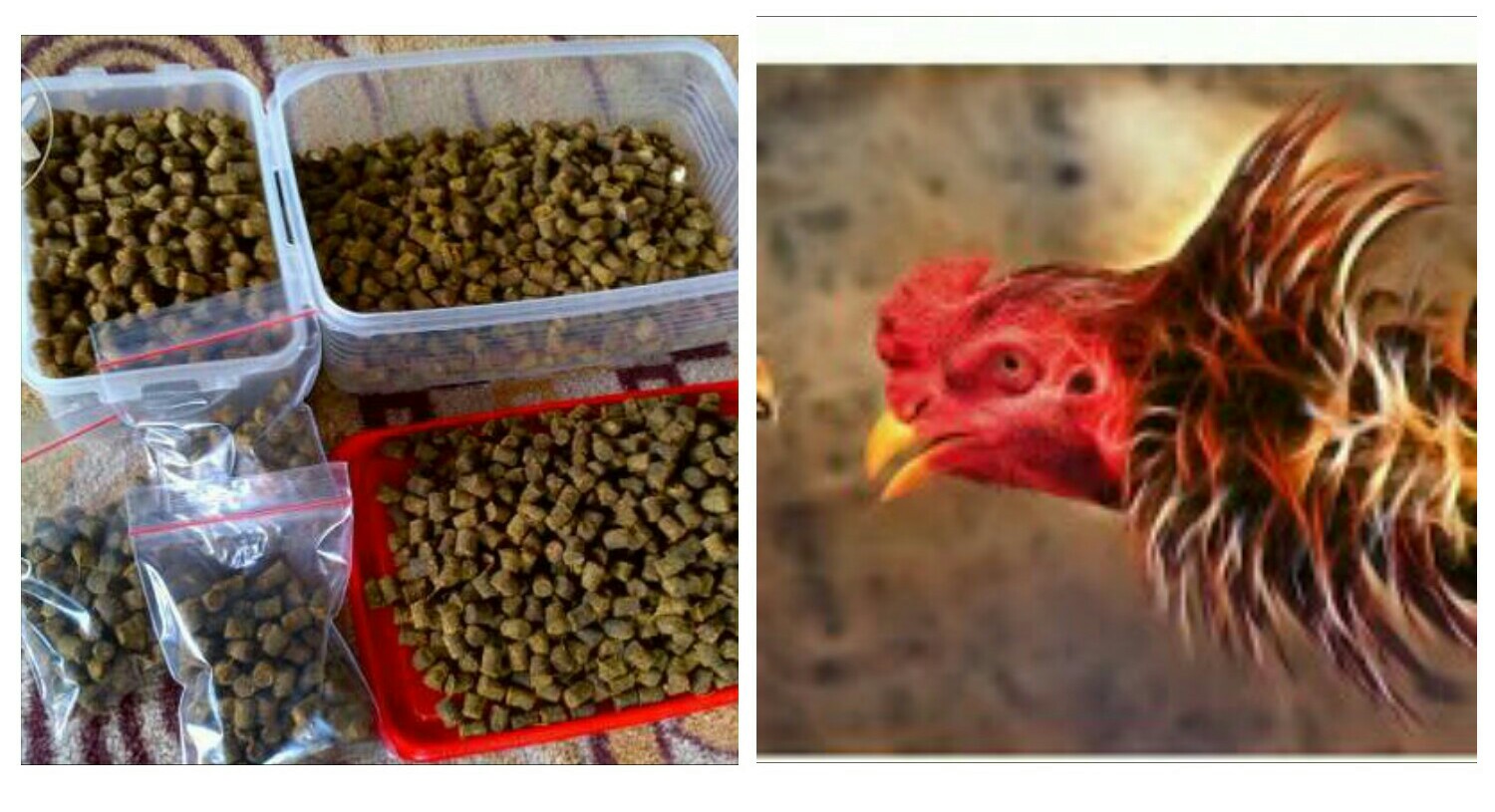 Cara Membuat Jamu Khusus Ayam bangkok paling jitu AYAM