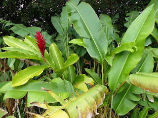Zingibéracée de la Réunion Zingibéracée de la Réunion