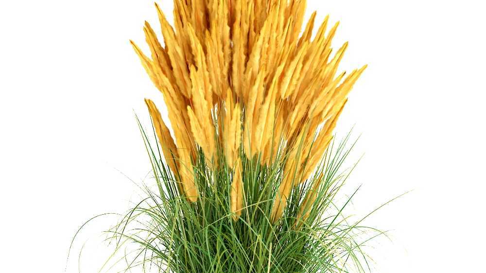 Ornamental grass