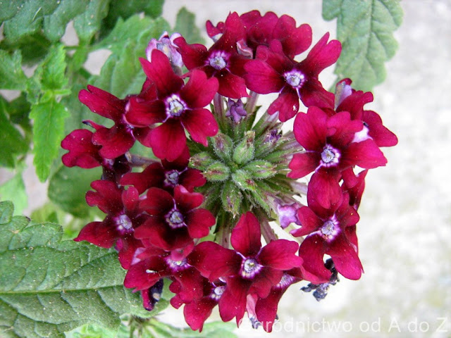 Werbena ogrodowa Verbena x hybryda