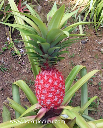 Ananas bracteatus, Pineapple