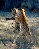 Boxing tigers