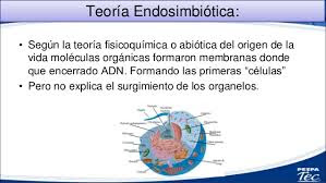 Teoria endosimbiotica