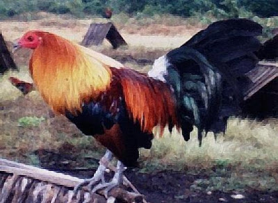 gallo rojo editado