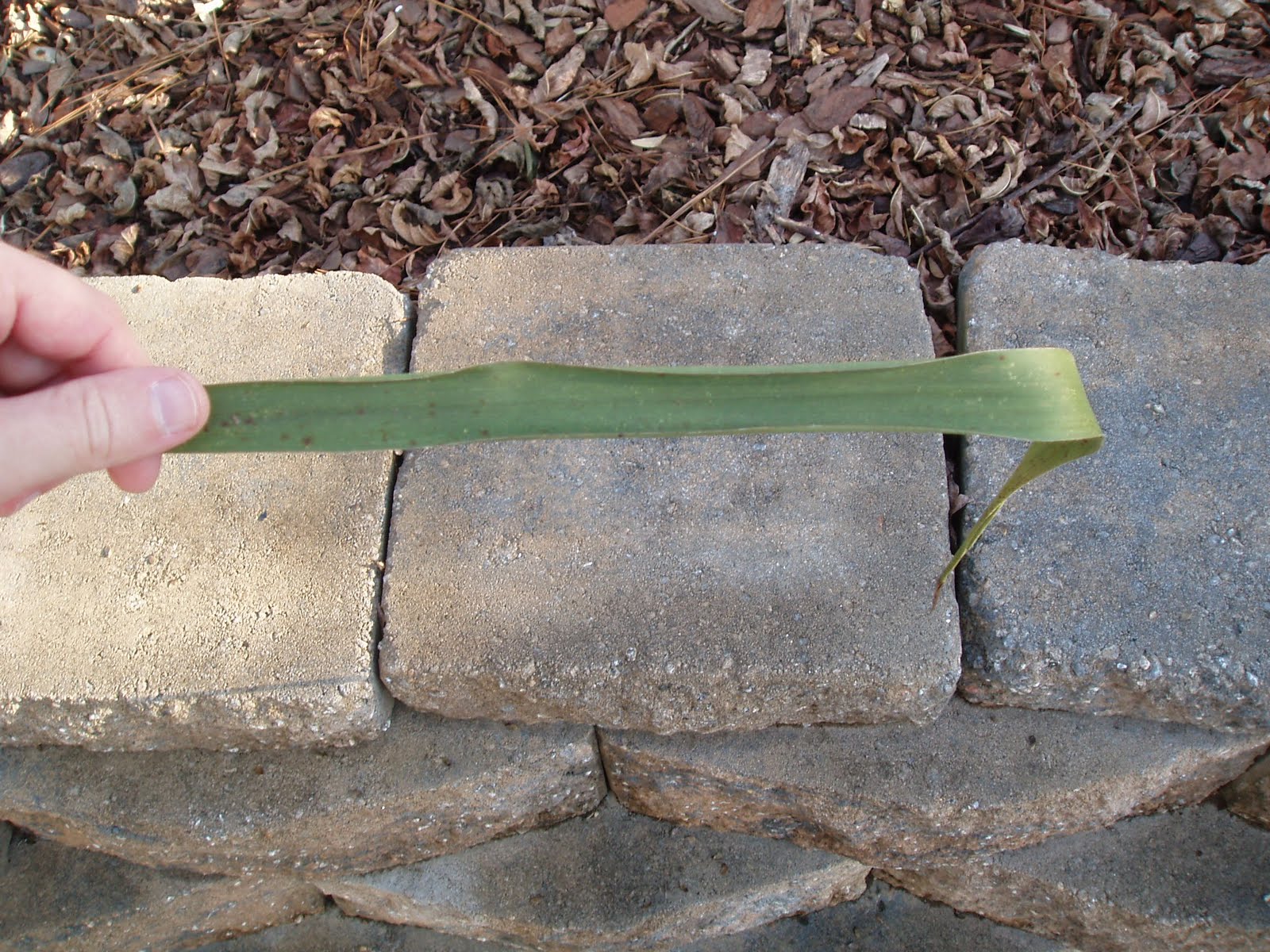 How To Separate Yucca Fibers