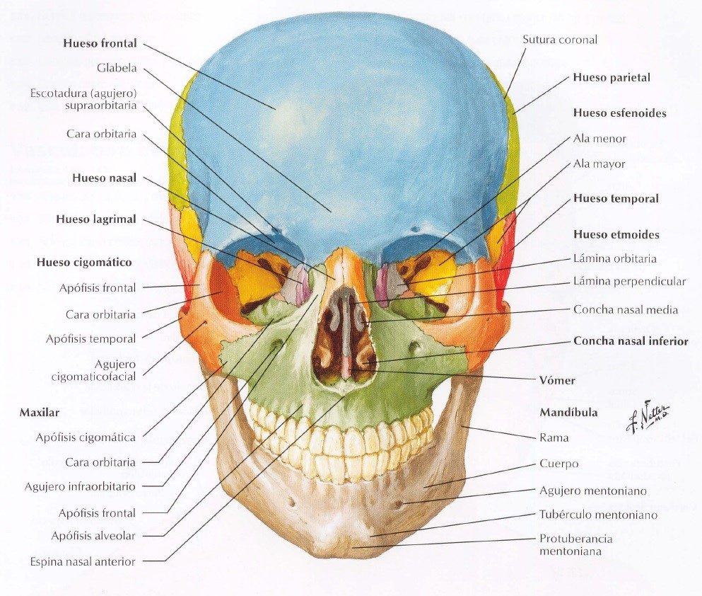 Netter: Atlas de Anatomía Humana, 4ª Edición - Frank H ...