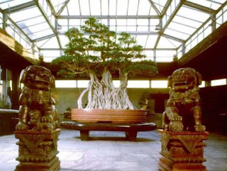 Ficus Bonsai Tree in Crespi, Italy