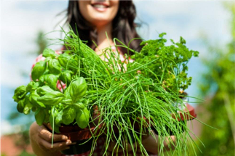 Purposeful Homemaking How To Grow Your Own Herb Garden
