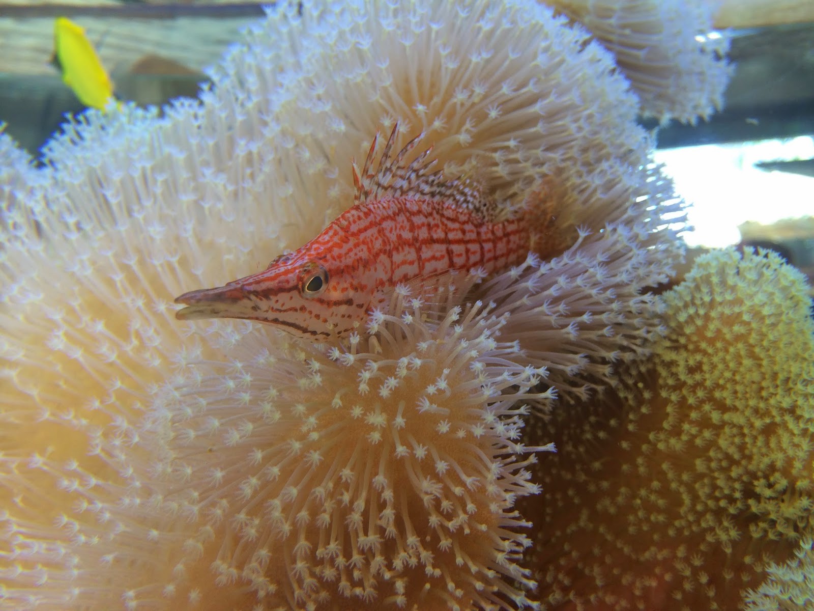 waikiki aquarium hawkfish