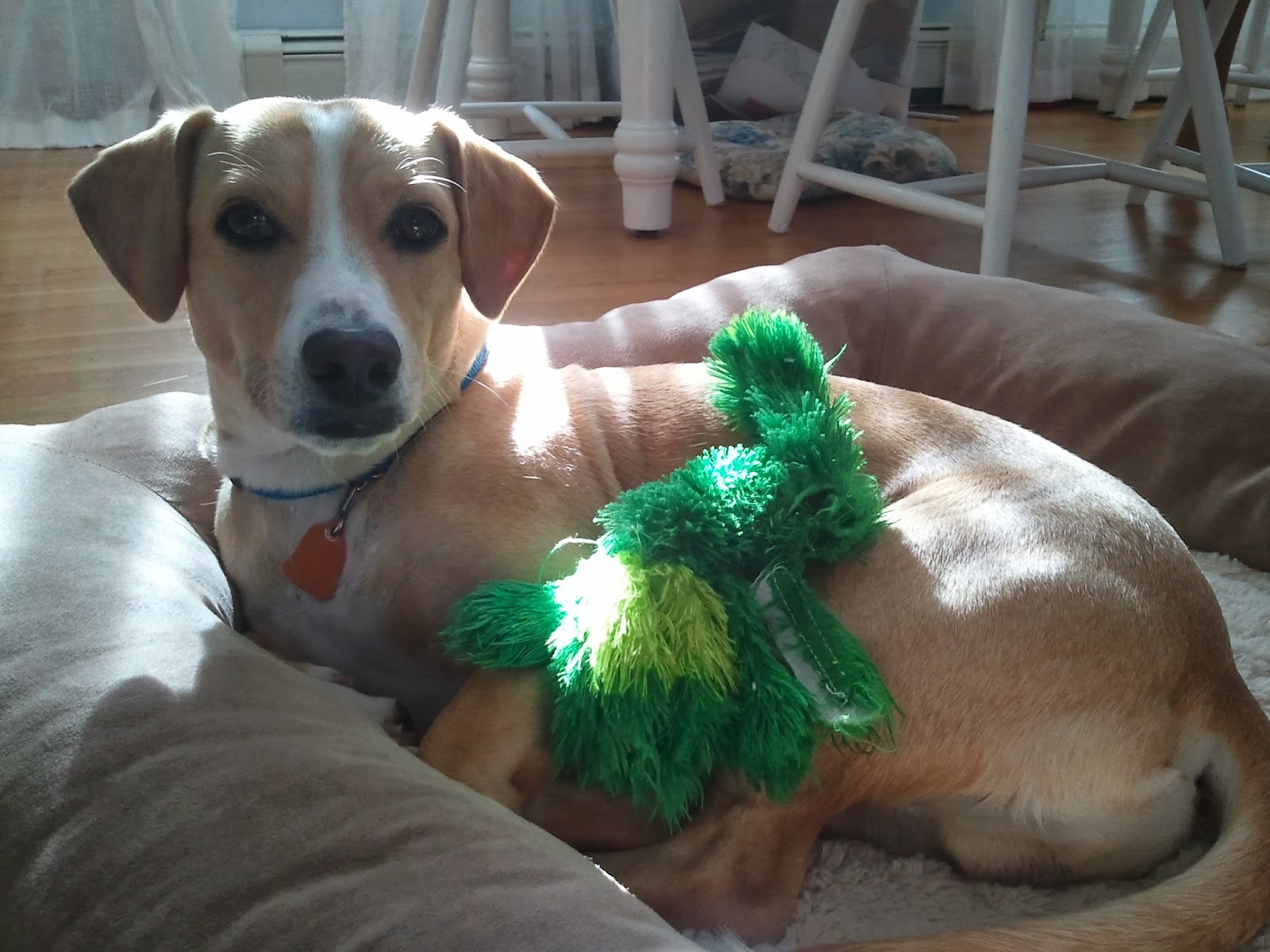 sunnyside dog rescue