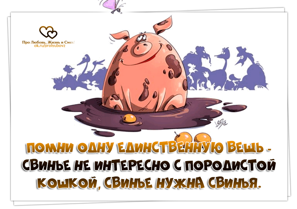 У свиньи день рождения