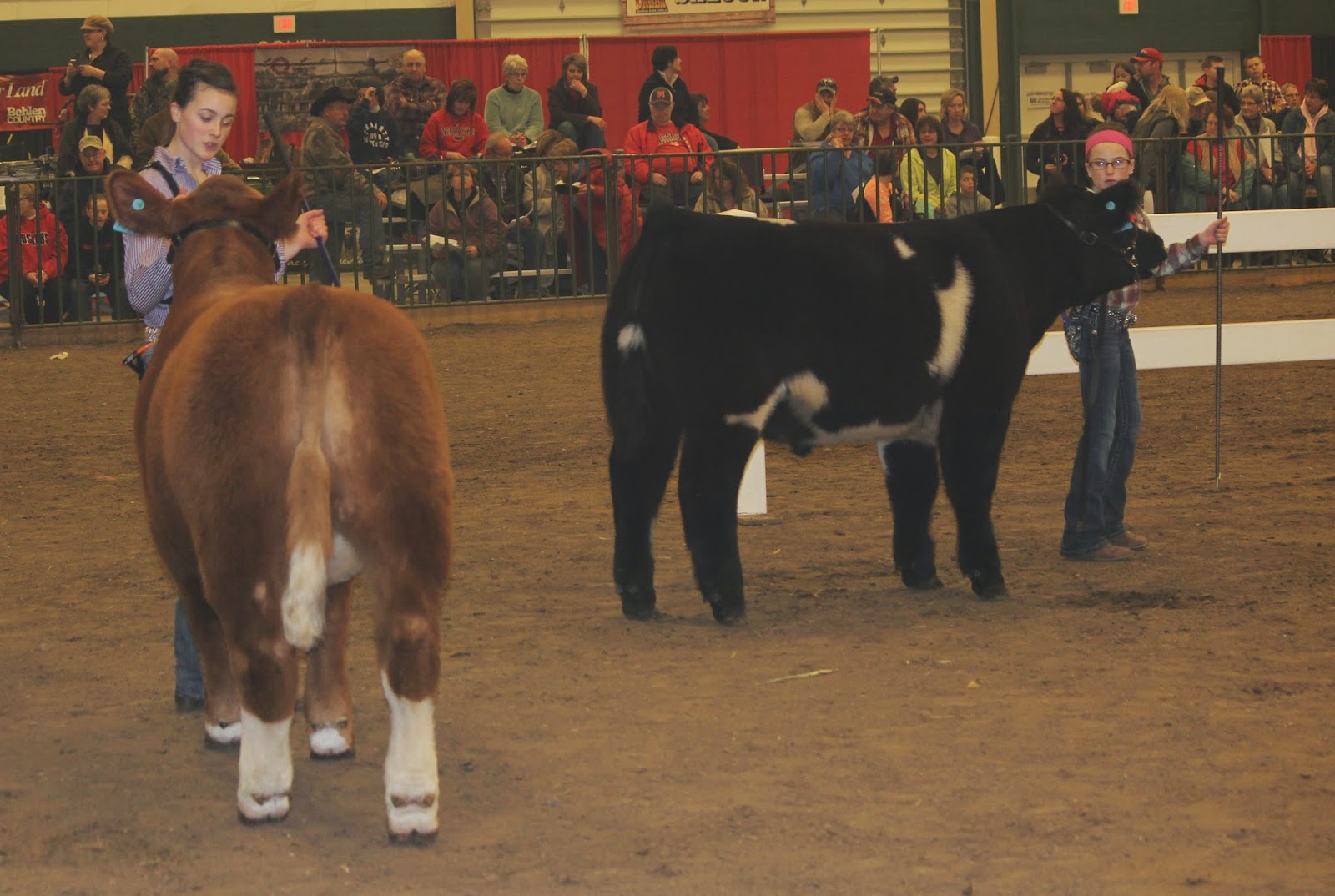 for the love of beef 4H Our First Steer Show
