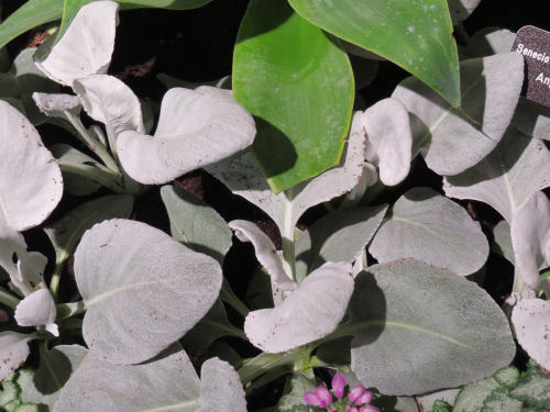 Angel wings senecio