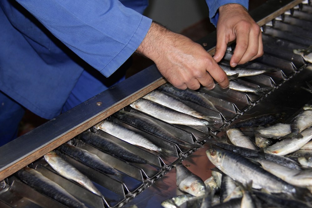 Spanish Mackerel Supplier Fish Products Mackerel Fish Supplier