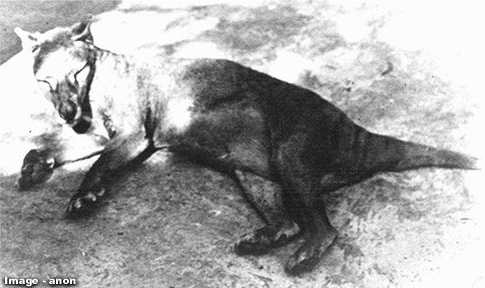 o lobo da tasmânia caminha como um mito o Último reduto nasci